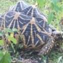 Schildpad 